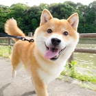 王子柔
