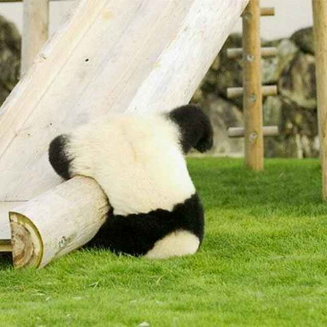 何东明