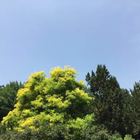 王小虎