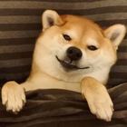潘泊任