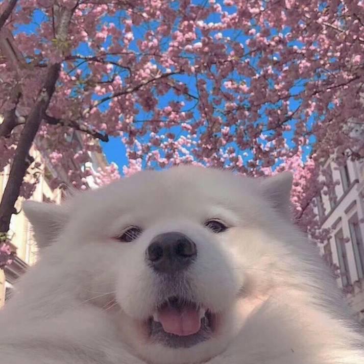 吴新凤