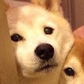 温兆春