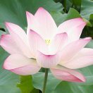 苏炳环