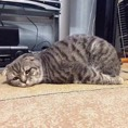 韦云